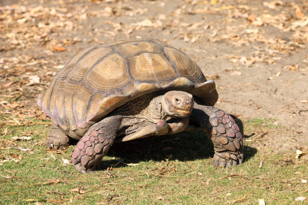 Żółwie – jak się nimi opiekować, jak się rozmnażają i jak długo żyją?