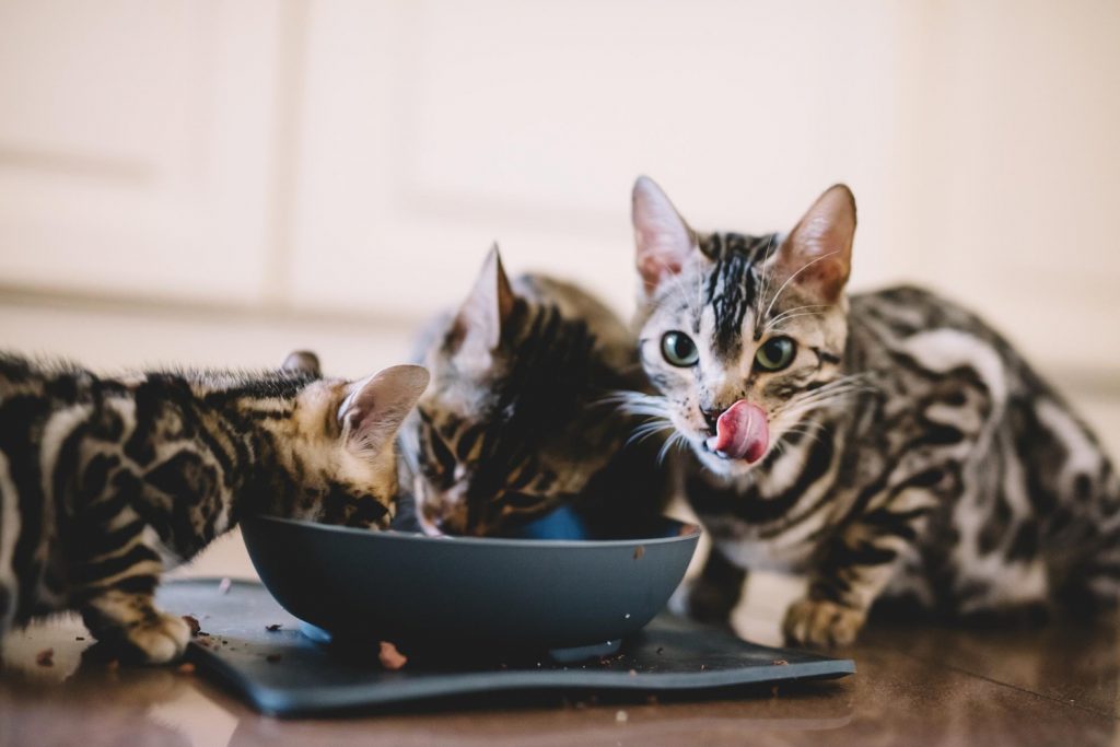 Czy koty mogą jeść wołowinę? – kilka słów na temat prawidłowej diety Twojego kota