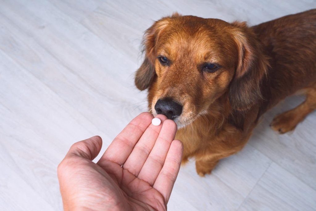 Odrobaczenia psa lub kota – jak często odrobaczać i jak podać tabletkę?