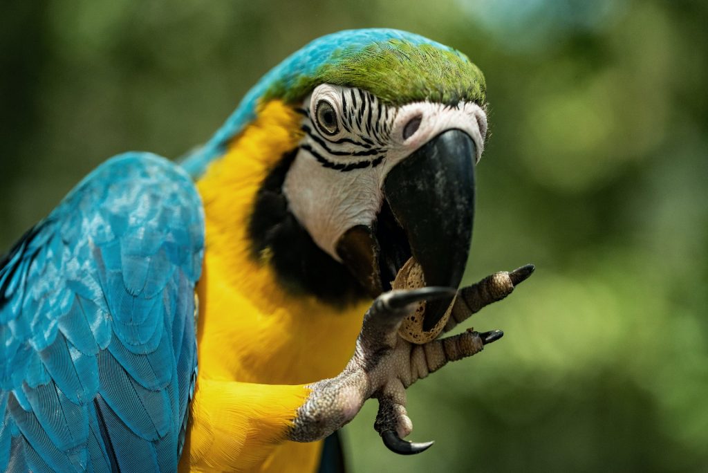 Czy można rozmawiać z papugami?