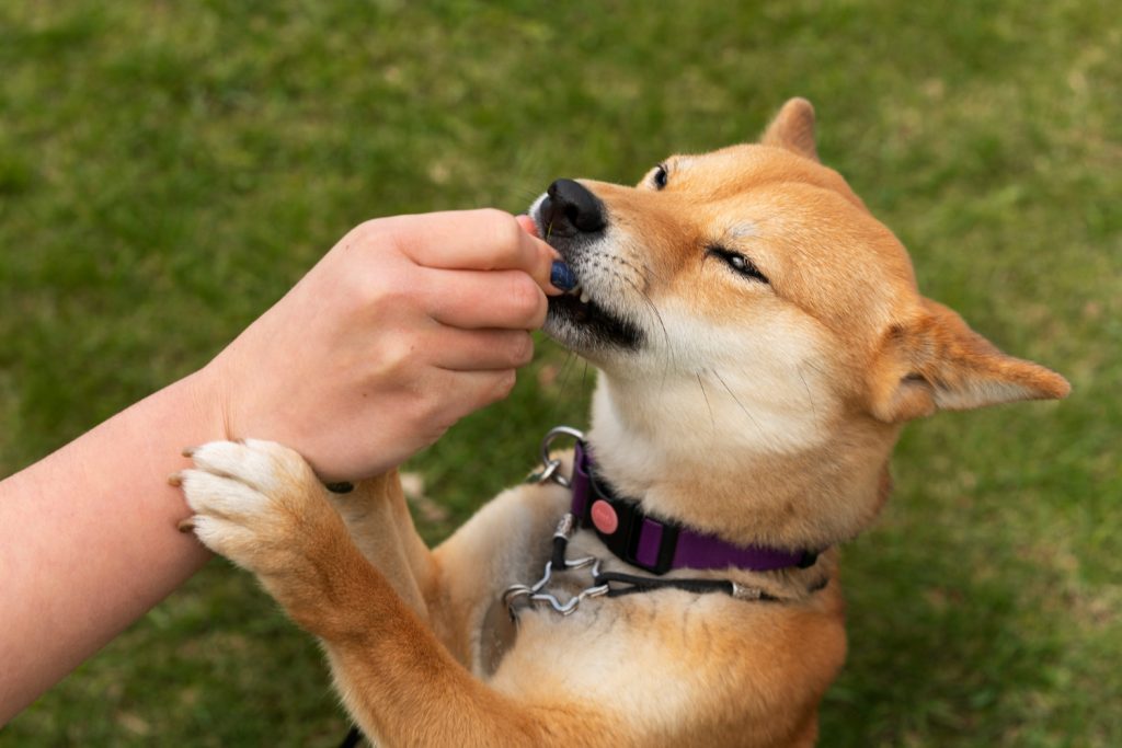 Jak zdrowo karmić psa? – 8 skutecznych porad