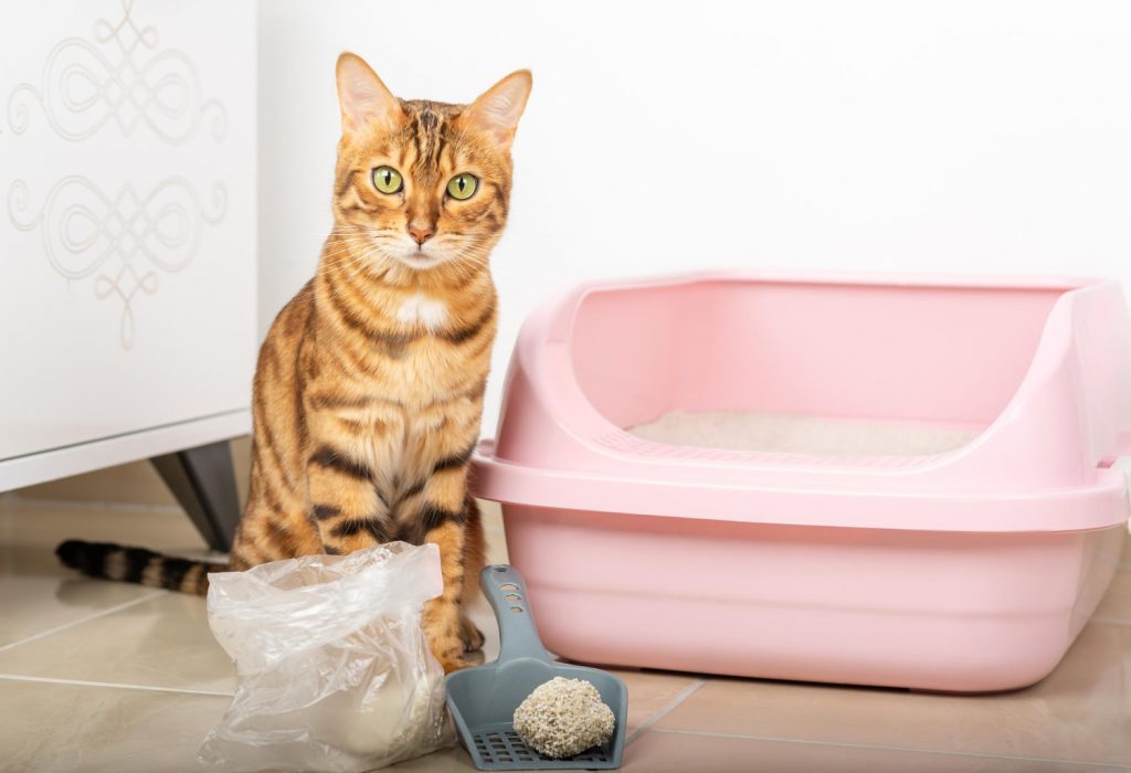 Żwirek dla kota – jakie są rodzaje, jak wybrać i jak wykorzystywać?