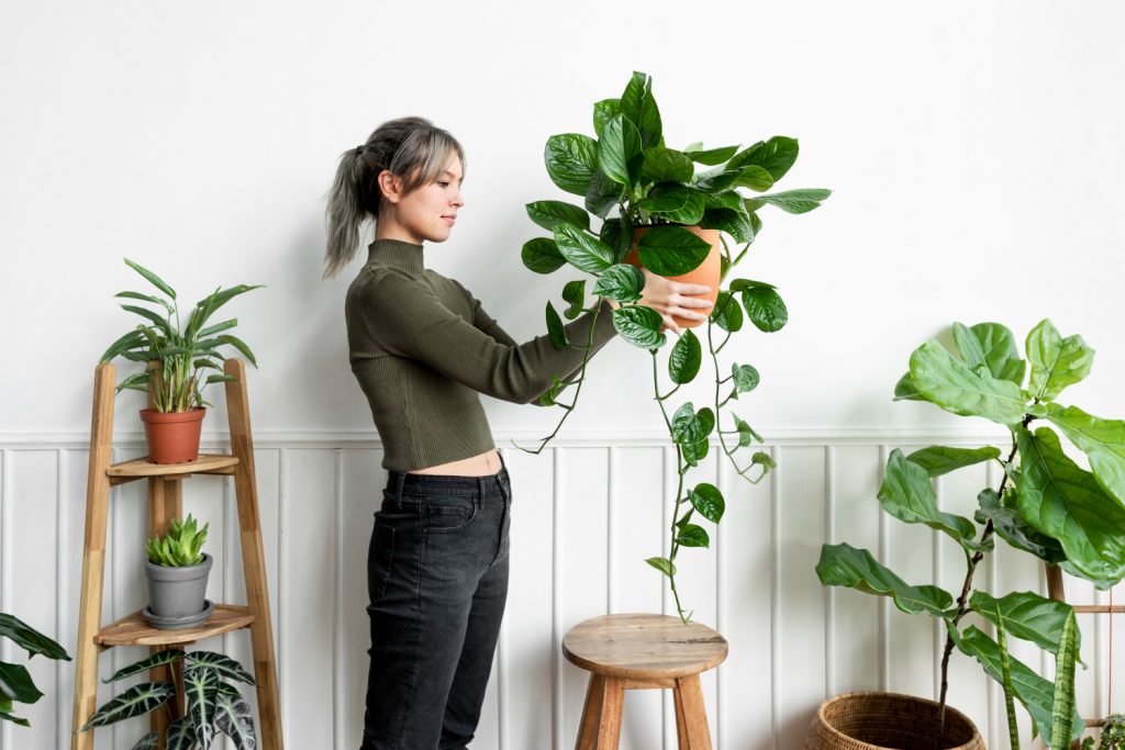 Dlaczego warto mieć żywe rośliny w domu? – 5 powodów