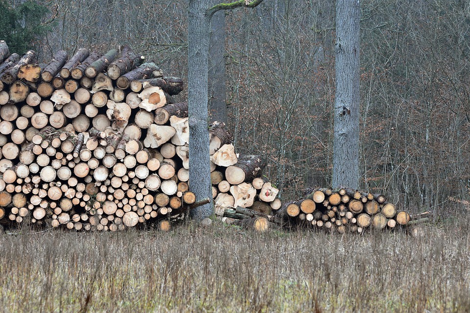 Fala kradzieży drewna z lasu przybiera na sile