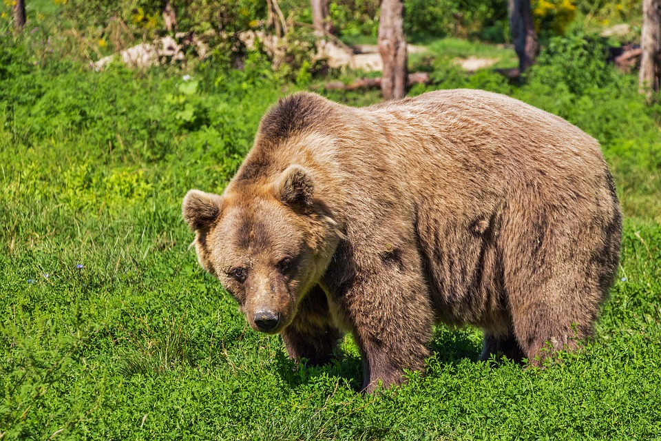 Atak niedźwiedzia w Bieszczadach. Akcja ratunkowa zakończona sukcesem