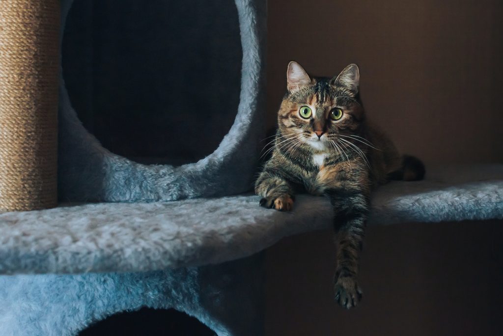 Kot w domu – jakie akcesoria kupić dla kota?