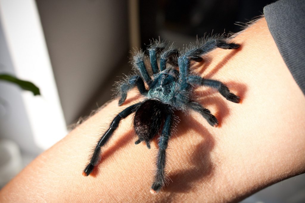 Nietypowe zwierzątko domowe. Wszystko co powinniście wiedzieć o hodowli pająków.