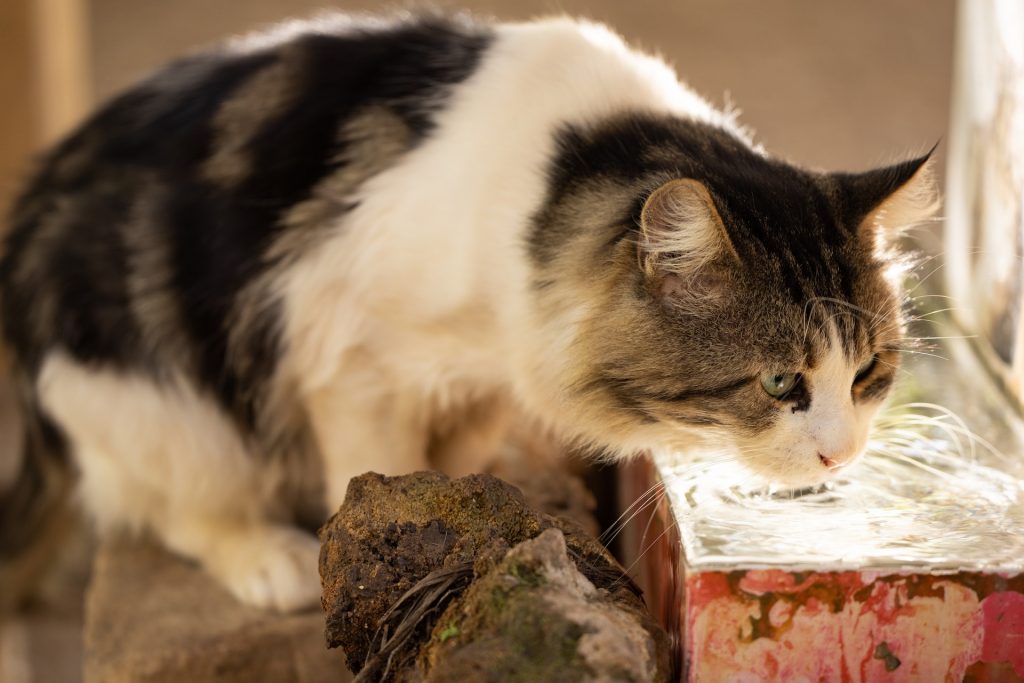 Czy mój kot pije odpowiednią ilość wody?