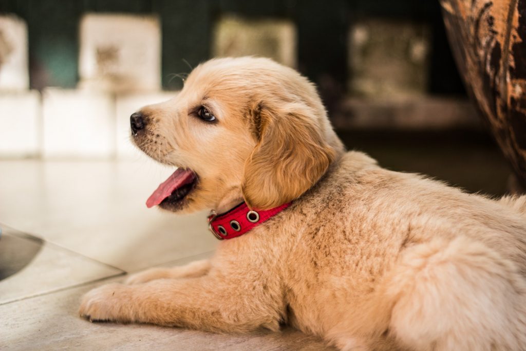 Jak przygotować dom przed adopcją lub kupnem psa?