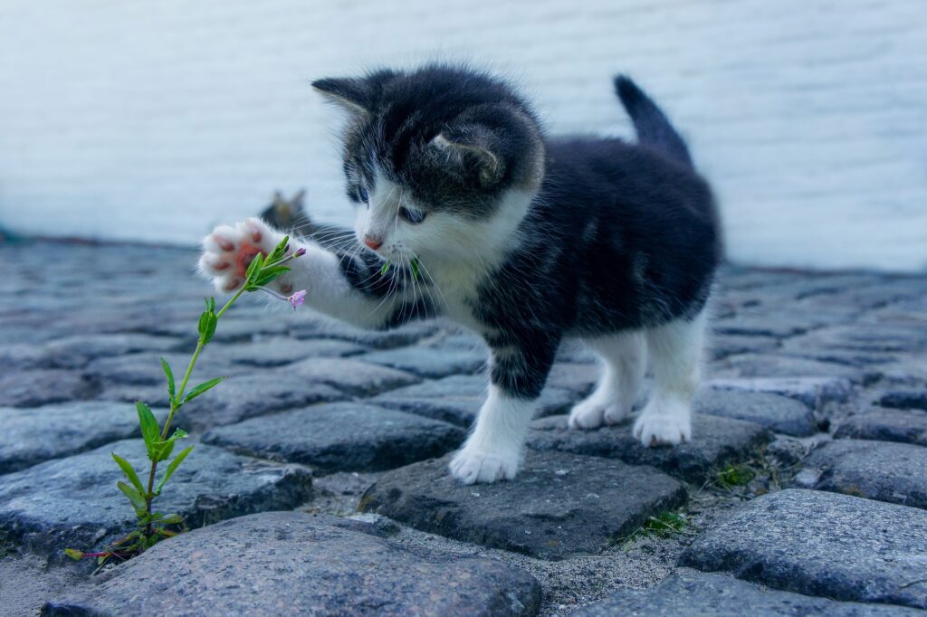 Tych roślin unikaj jeśli masz kota