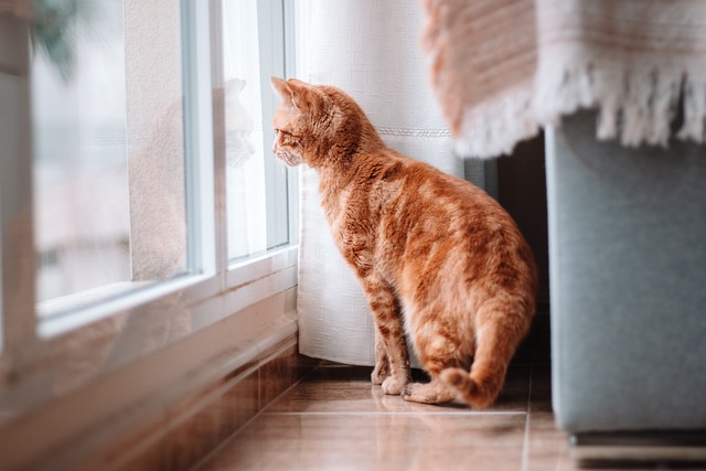 Ubezpieczenie kota i innych zwierząt domowych z polisy mieszkaniowej – sprawdź, jak to możliwe