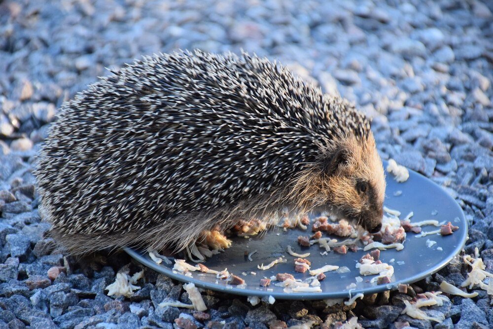 Czym się żywi jeż?