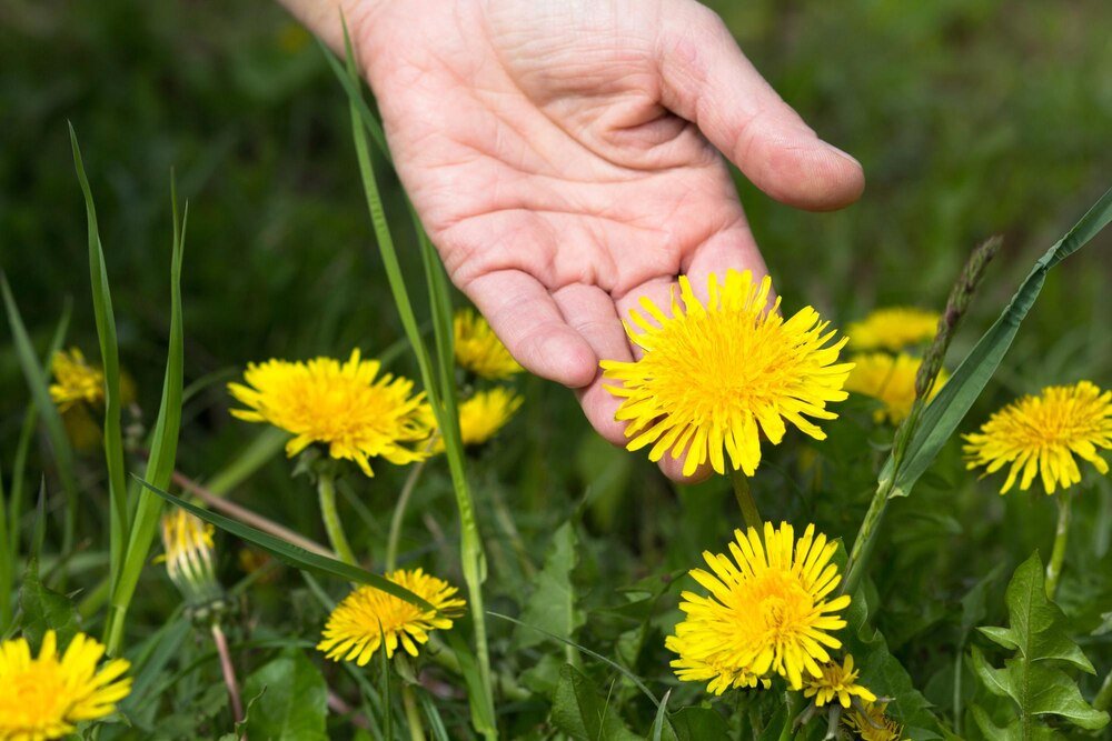 Mniszek lekarski – na co pomaga?