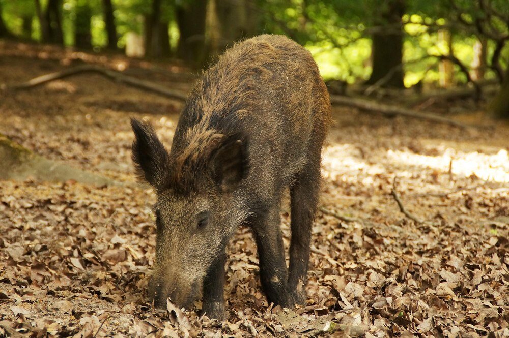 Sennik dzik – silne emocje i ukryte instynkty